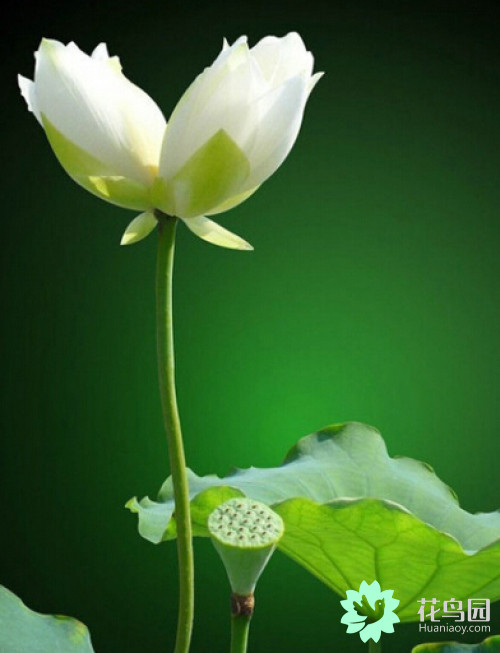 火狐电竞官方网站