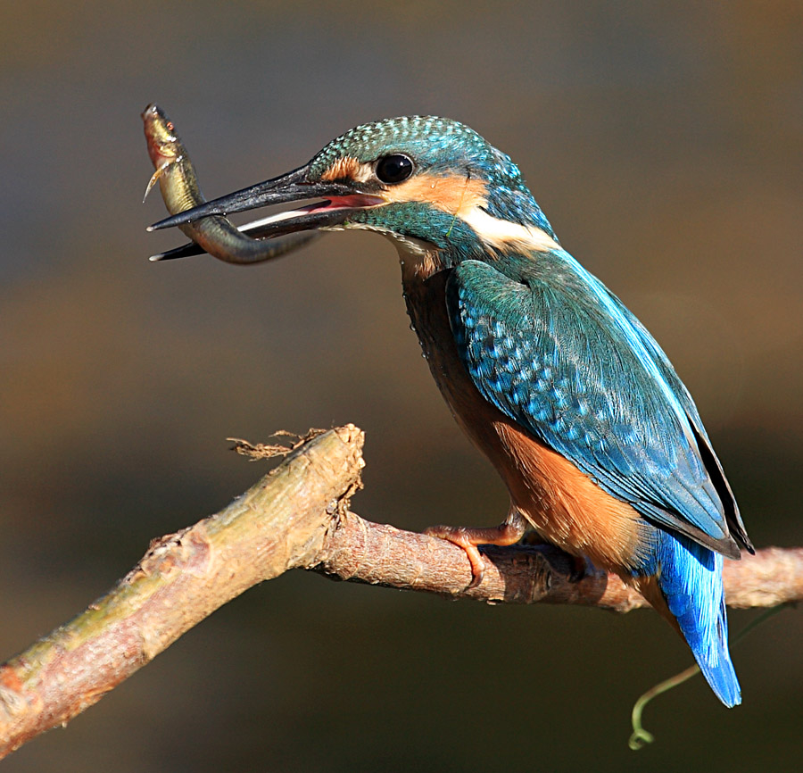 刘嘉玲透露王菲行踪:短期不会再来港|火狐电竞官方网站(图1) 火狐电竞官方网站