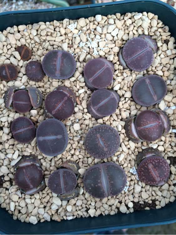 火狐电竞官方网站